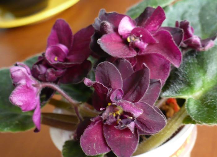 P1120461 - Saintpaulia - violete de camera