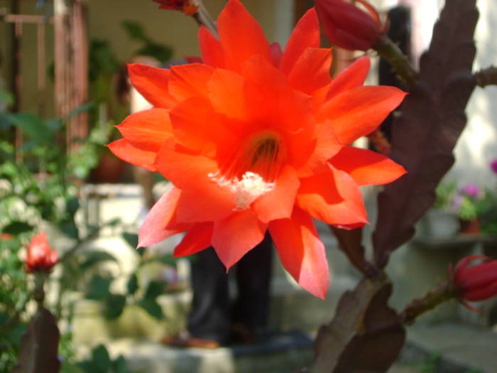 cactus - florile mele -2009
