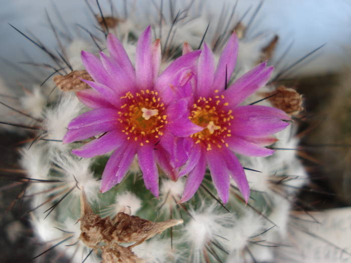 DSC06630 - Cactusi