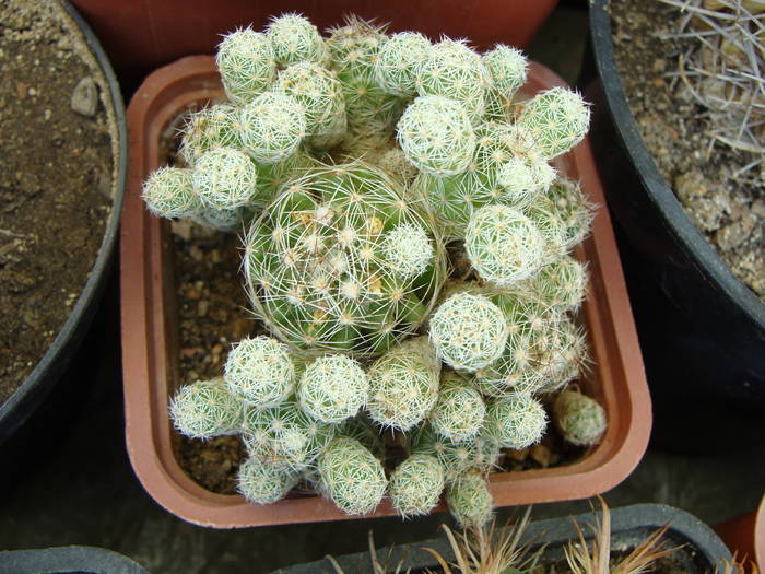 Mammillaria gracilis v.fragilis