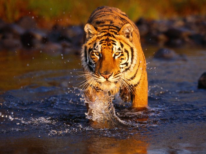 Creek Crossing, Bengal Tiger - Animale