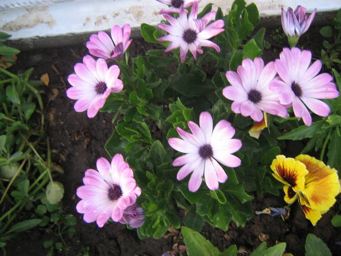20 mai 021 - flori de gradina 2009
