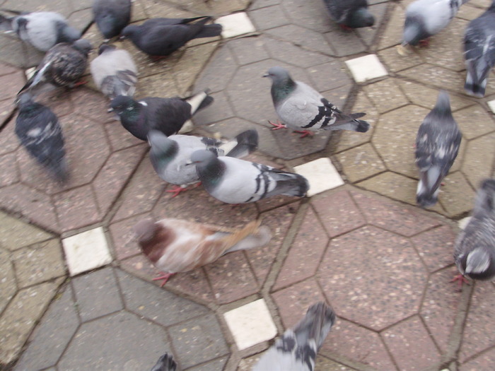 P9040066 - 18g Timisoara