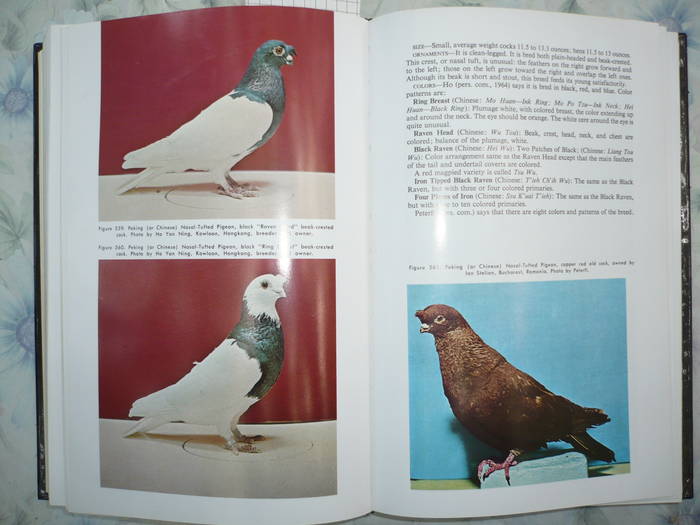 e19 - 8-Enciclopedie cu peste 300 rase de porumbei