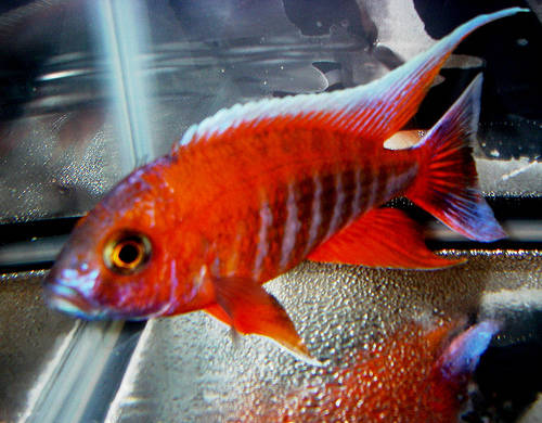 2297011176_5112d4bb5a - African Cichlid