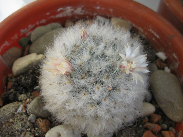 M.bocasana v.multilanata-flori1 - Mammillaria