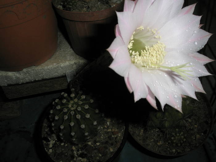 Echinopsis eyresii - 25.06 - Echinopsis