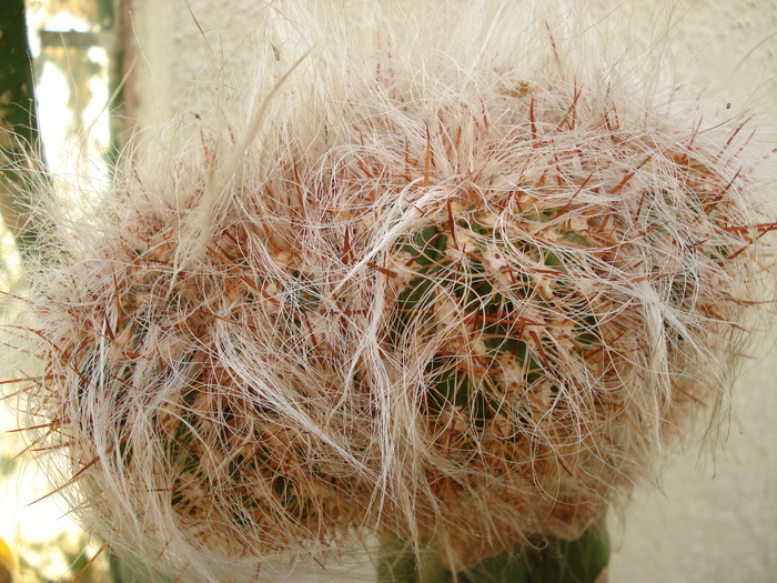Oreocereus celsianus cristata