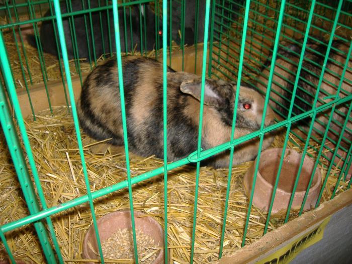 Nitra 06.12.2008 065