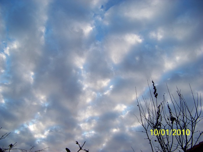 100_9008 - Cer Flori Pasari