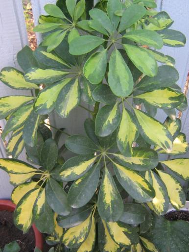 schefflera