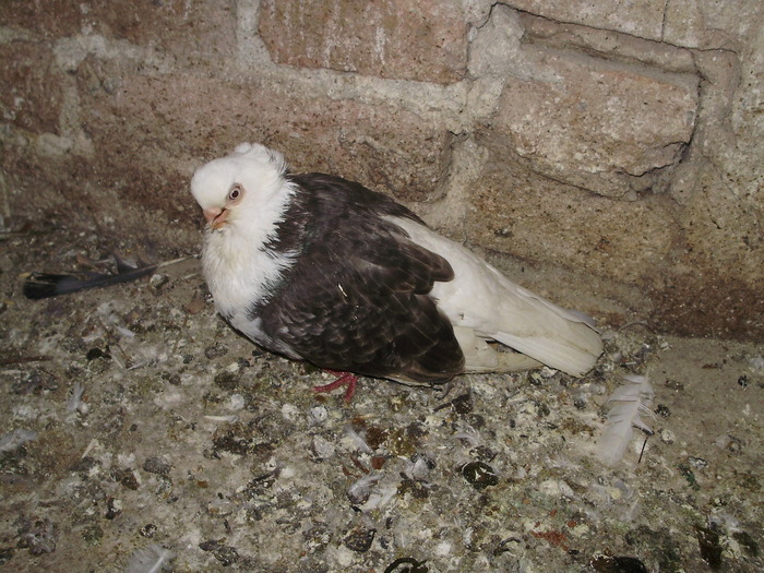 P8231996 - 1744 Sedat Iusein