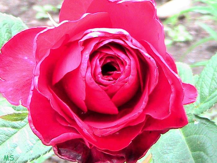 tr.roz - Trandafiri
