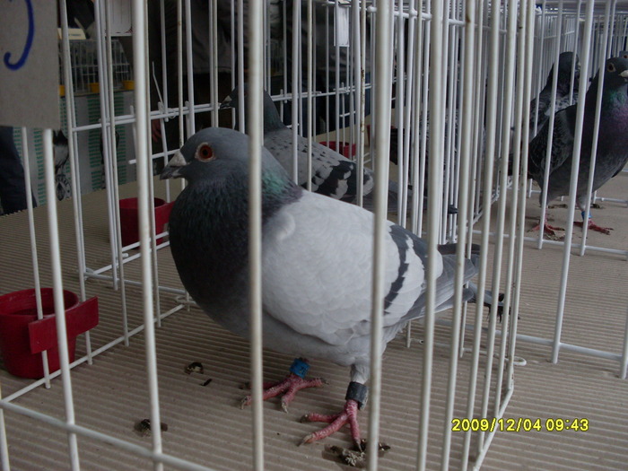 SDC11960 - expozitie deva 12-06-2009