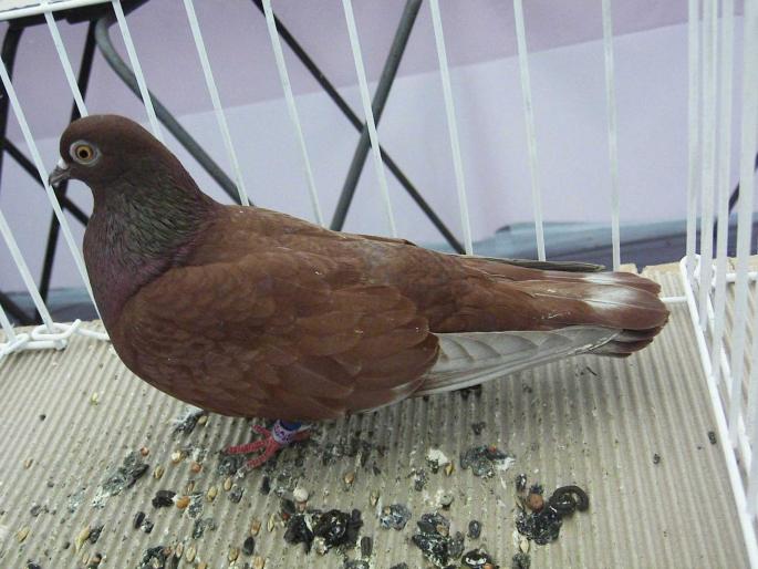 rosutgv da 7 - 1502 partea 3