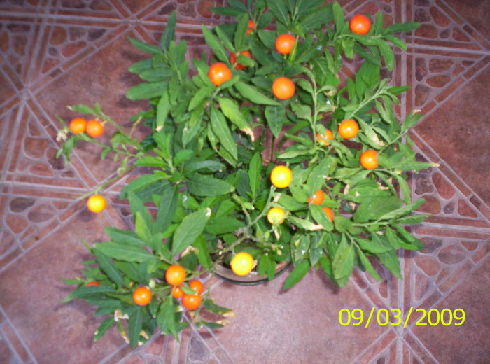 Solanum - F L O R I de tot felul 2009