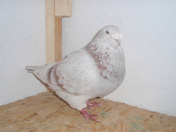Mascul - Porumbei Voiajori Standard