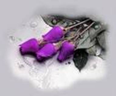 U5TR7U - Purple rose