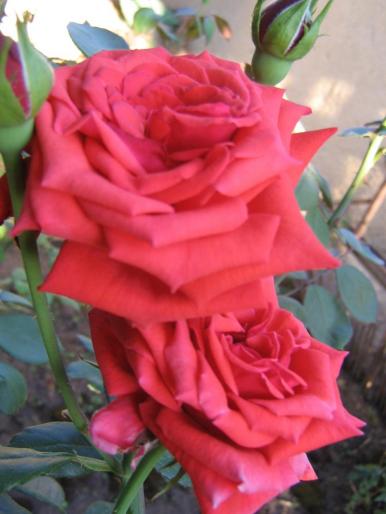 picture 020 - trandafiri