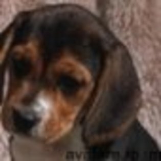 animale__avatare-cu-catei-01_jpg_85_cw85_ch85 - CATELUSI