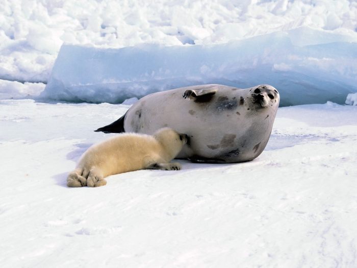 147 - POZE ANIMALE