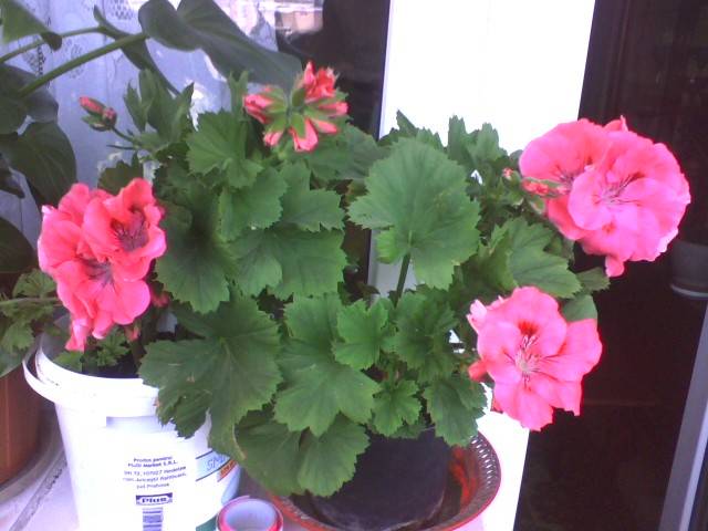 IMG_0563; muscata englezeasca
