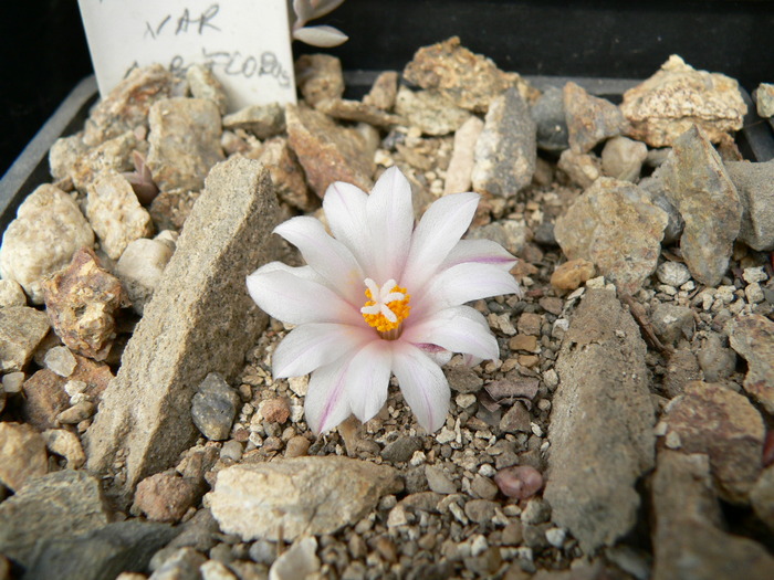 ariocarpus_kotschoubeyanus_v.albiflorus