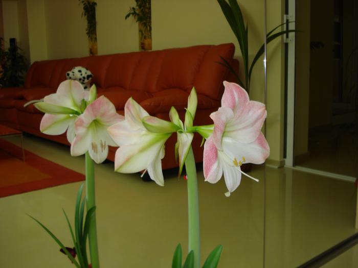 AMARYLLIS - FLORILE MELE