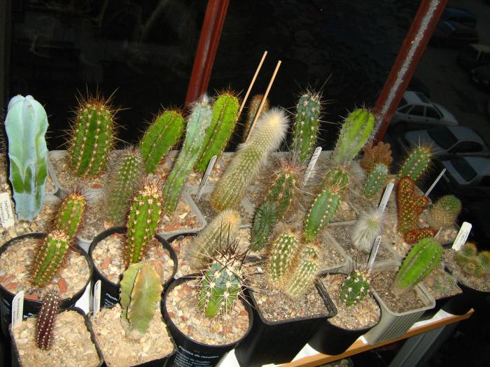 IMG_4349 - Cactusi 2009