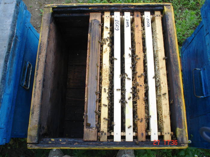 DSC05945 - ALBINUTZELE MELE