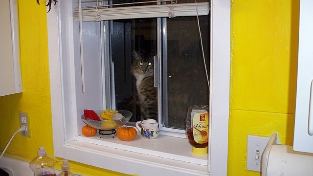pisica pe fereastra