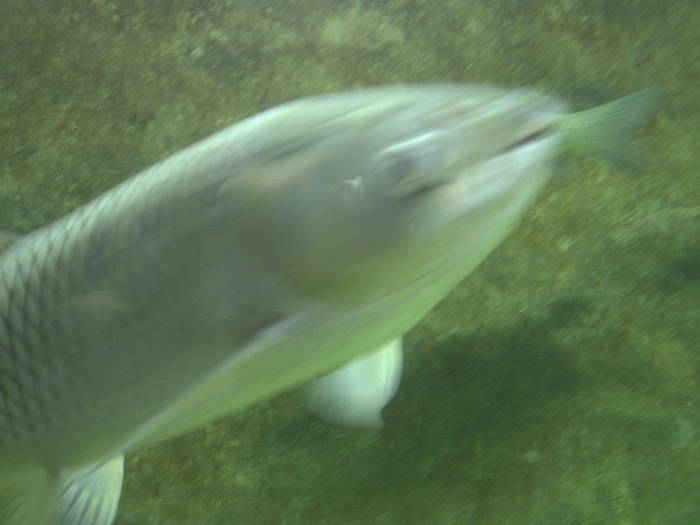 PICT0116 - EXCURSIE  in DELTA