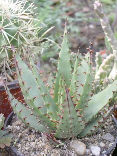 Aloe broomii - Suculente