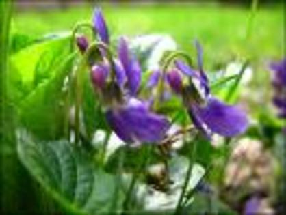 images11