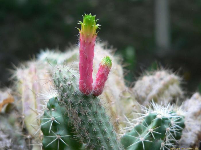 cleistocactus_smaragdiflorus - Cactusi care m-au impresionat prin frumusete