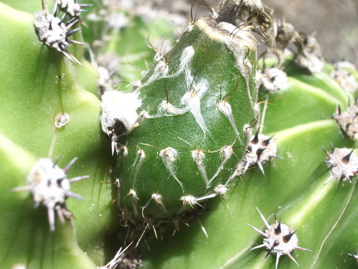Fruct Echinopsis - Fructe de cactusi si suculente