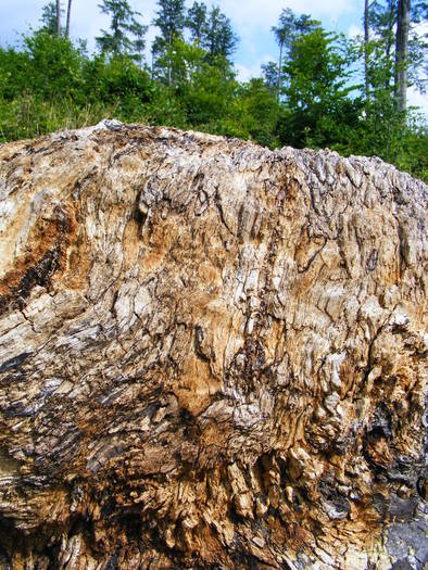 DSCF3322 - Suior Poiana Mlejnita Varful Secatura Creasta Cocosului  din Muntii Guta