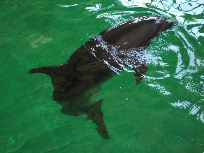 Mark - delfinariul din Constanta - amintiri din vacanta II