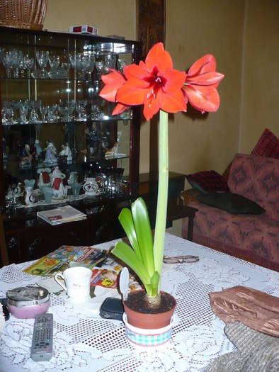 amarilis red leon -al mamei - plante de interior 2009