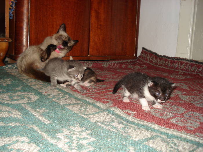 DSC09677 - ANIMALUTELE MELE