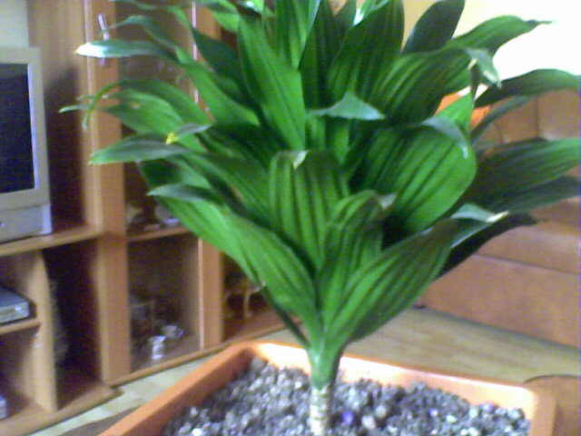 dracena