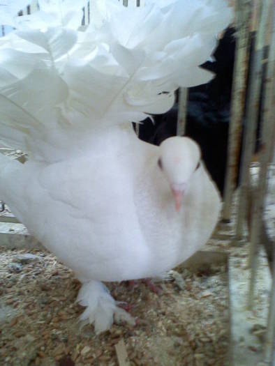 Copy of 021509100642 - Expo Tg Secuiesc 15 02 09