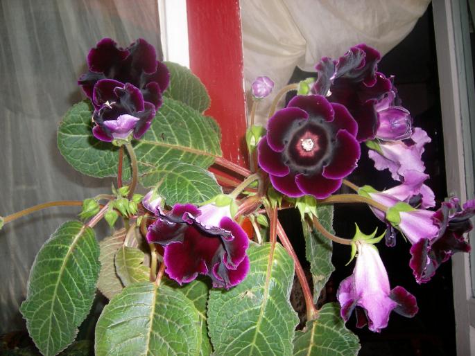 Gloxinia 2 005 - Gloxinii