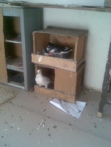 la cuib - jucatori- culbutant