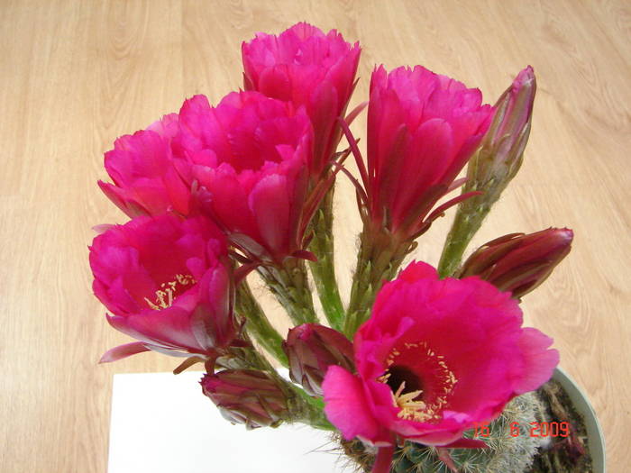 DSC06184