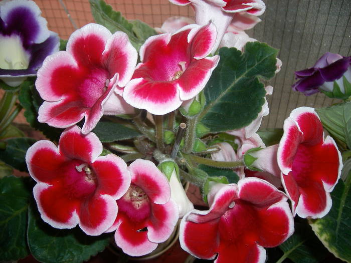 Flori 2009 005