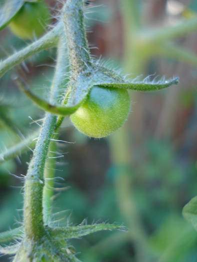 Tomato Yellow Pear (2009, June 04)