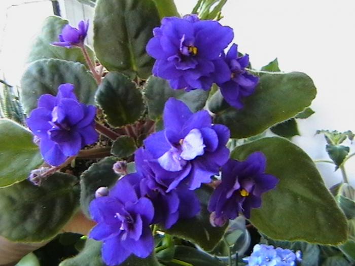 18.11 - violete 2009