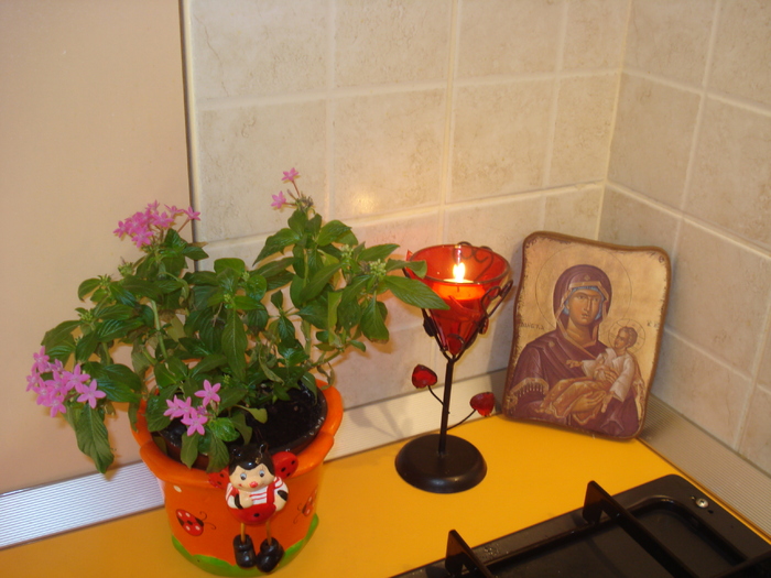 PENTAS,DIN NOU CU FLORI