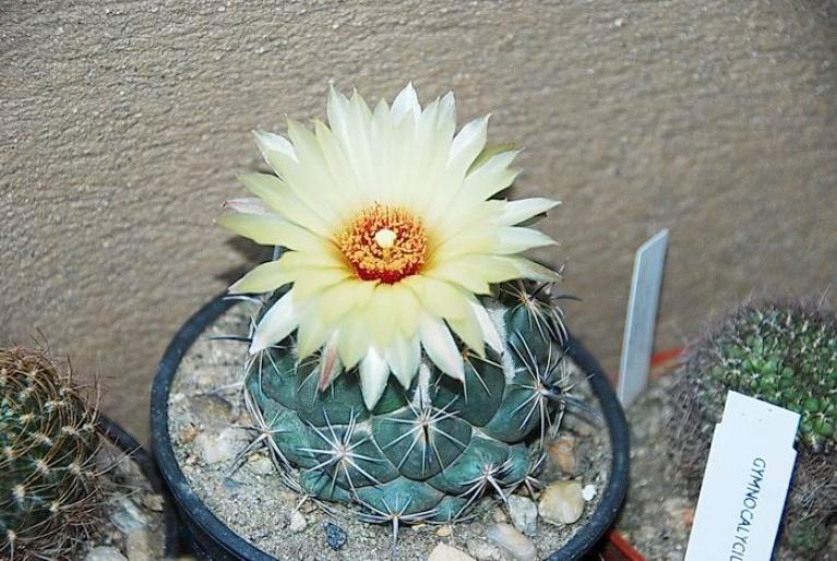  - Coryphantha